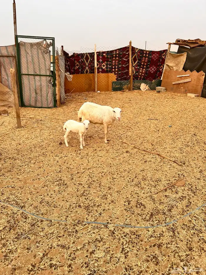 رفيديه متبع بخروف الإعلان الأول 3