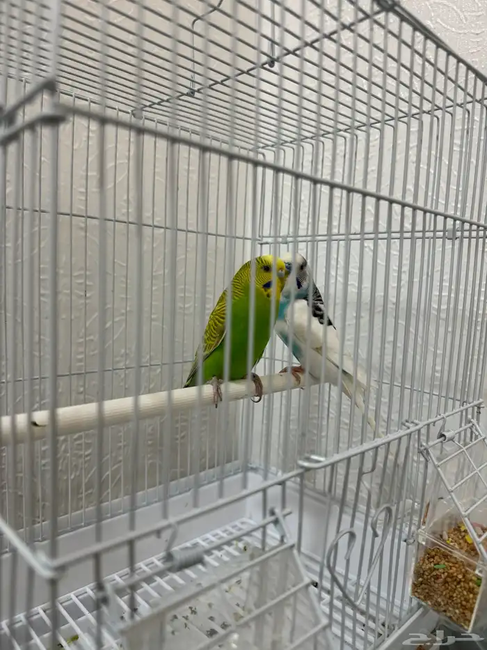 جوز عصافير الحب للبيع 2