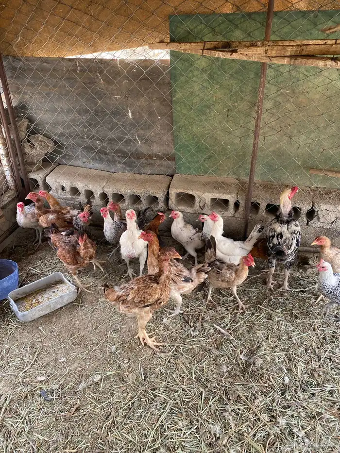 دجاج للبيع 10
