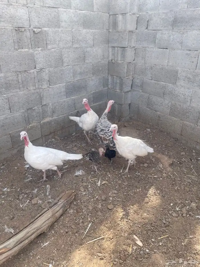دجاج رومي 1