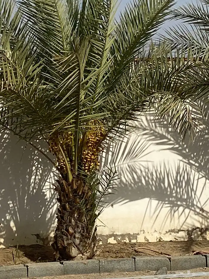 نخل مثمر 0