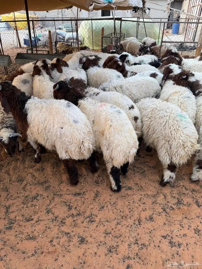 ذبايح بلدي حري ونعيمي متوفر تمارا 100 تقييم 0