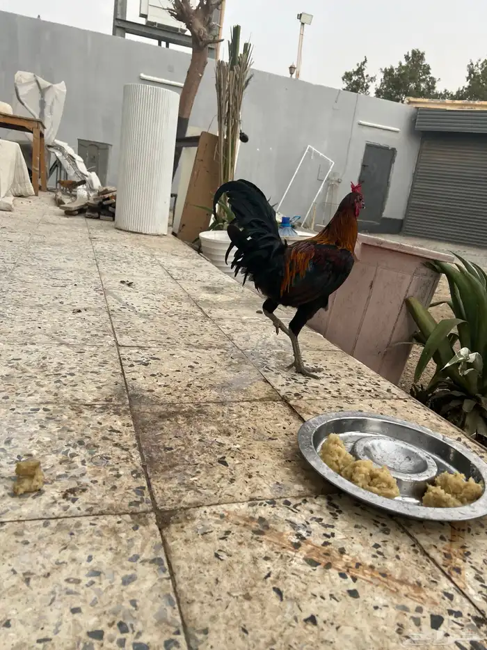 جدة حي القوزين 2