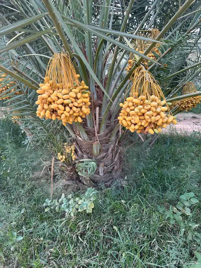 نخل سلطان وهلالي وبرحي وخلاص وصقعي وهشيشي وأنواع أخرى 3