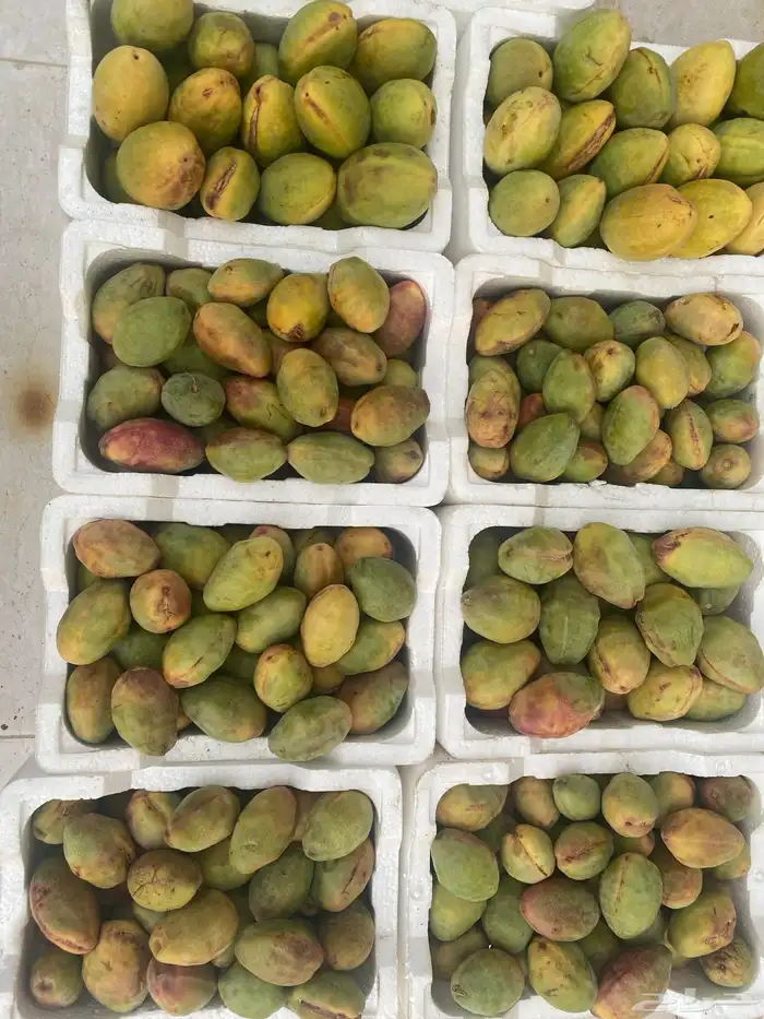 لوز قطيفي احمر و اصفر 5