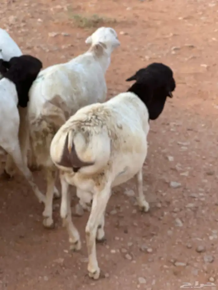 برابر وسواكن مرابي 73