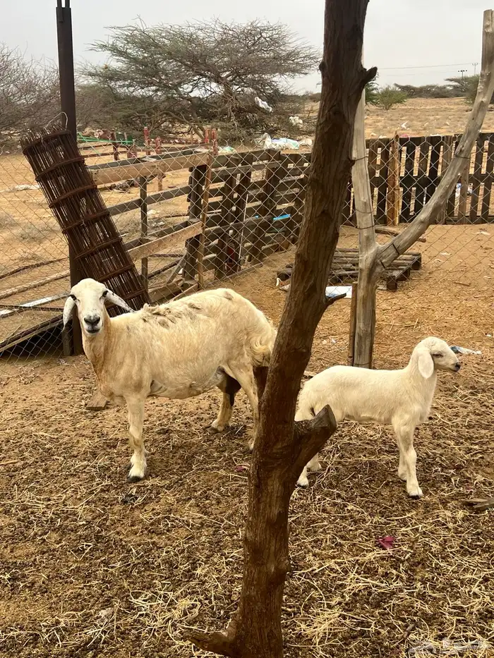 نعجه حري ولولد للبيع (تم البيع) 4