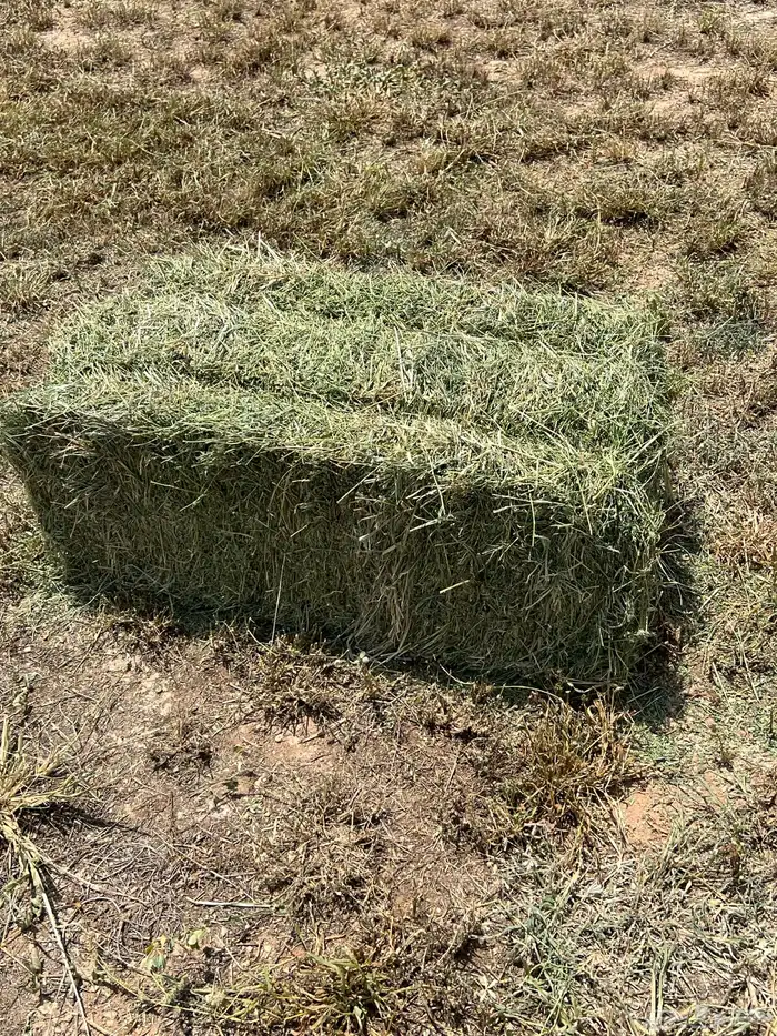 المذنب المذنب 8