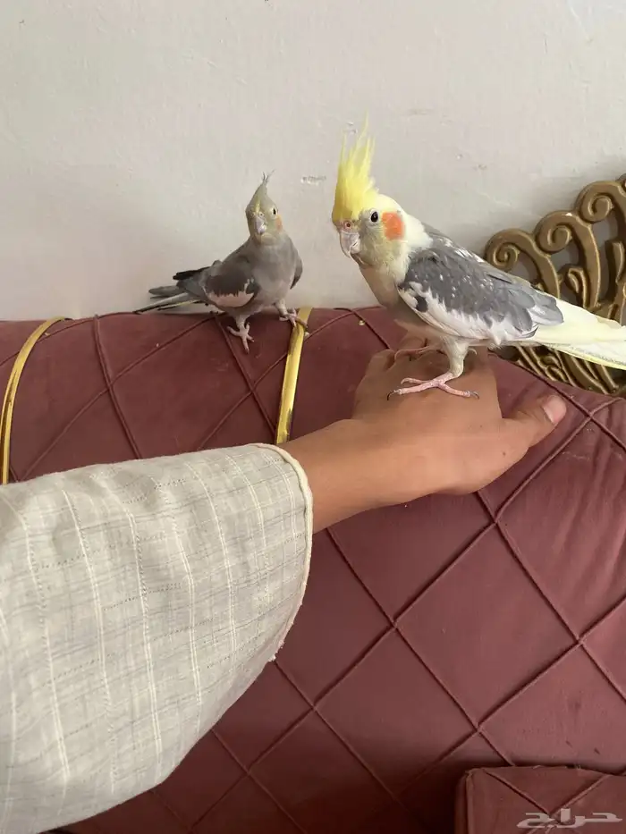 أليف 0