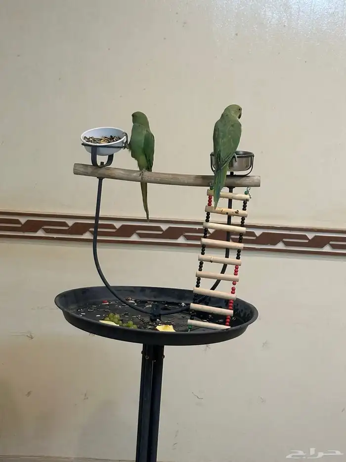 ببغاء دره 0