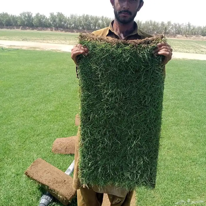 ثيل طبيعي او نجيله مضمونه مشروطه درجه اولى 4