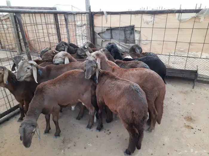 ذبايح سواكن مرابي مزرعه 2