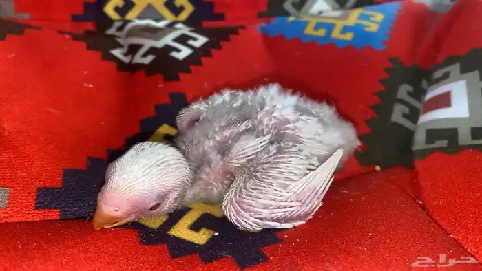 فروخ روز البينو عيون احمر 0