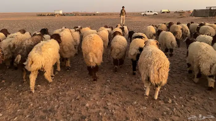 عدد 98 ذبايح نعيم طيبة ونظيفة 7
