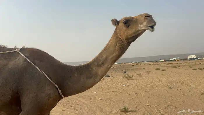 للبيع خلفة ساحلية تحتها قعود حليب طاسه ام 60 6