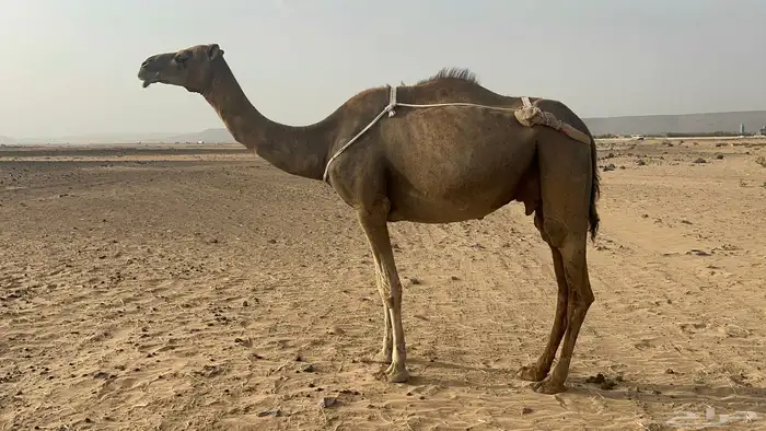 للبيع خلفة ساحلية تحتها قعود حليب طاسه ام 60 3