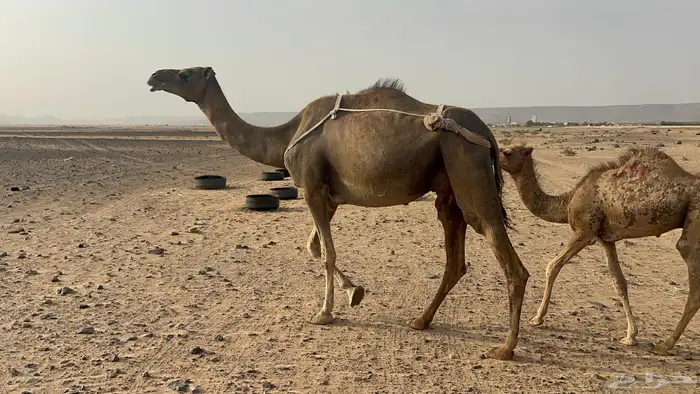 للبيع خلفة ساحلية تحتها قعود حليب طاسه ام 60 18