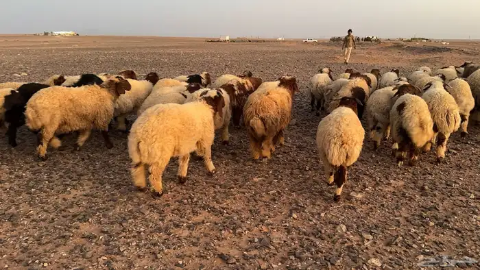 عدد 98 ذبايح نعيم طيبة ونظيفة 3