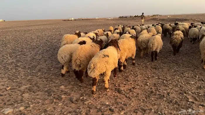 عدد 98 ذبايح نعيم طيبة ونظيفة 2