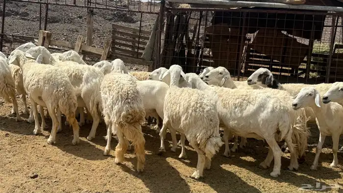 ضان حريات 4