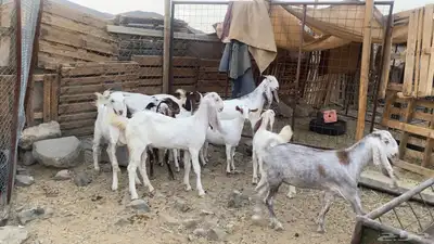 هولنديات و بيشيات جفار 0