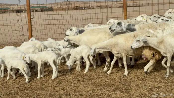 غنم خلفات حريات حرش عددها 26 معاها 26 والفحل 24