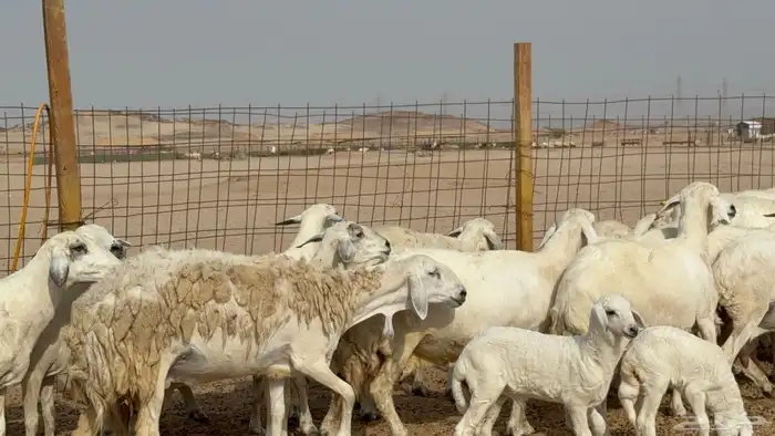 غنم خلفات حريات حرش عددها 26 معاها 26 والفحل 23