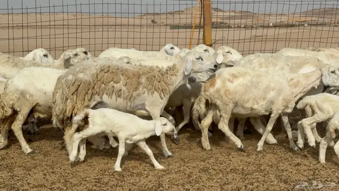 غنم خلفات حريات حرش عددها 26 معاها 26 والفحل 19