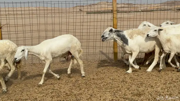غنم خلفات حريات حرش عددها 26 معاها 26 والفحل 11