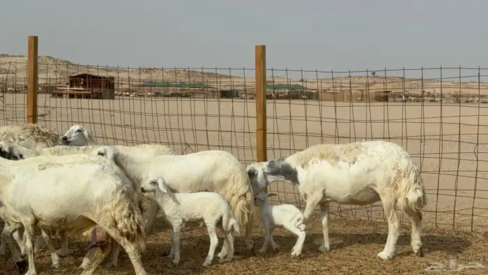 غنم خلفات حريات حرش عددها 26 معاها 26 والفحل 25