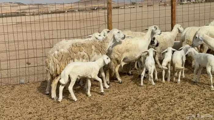غنم خلفات حريات حرش عددها 26 معاها 26 والفحل 22