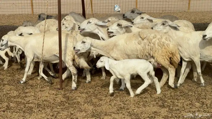 غنم خلفات حريات حرش عددها 26 معاها 26 والفحل 8