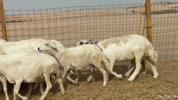 غنم خلفات حريات حرش عددها 26 معاها 26 والفحل 7