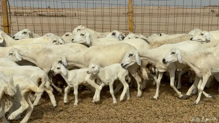 غنم خلفات حريات حرش عددها 26 معاها 26 والفحل 6