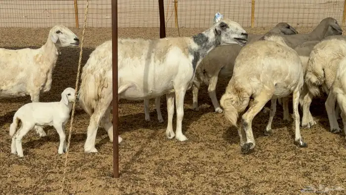 غنم خلفات حريات حرش عددها 26 معاها 26 والفحل 9