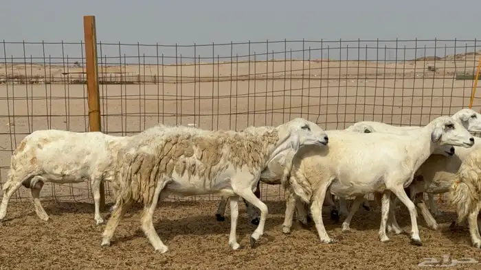 غنم خلفات حريات حرش عددها 26 معاها 26 والفحل 0