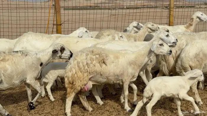 غنم خلفات حريات حرش عددها 26 معاها 26 والفحل 13