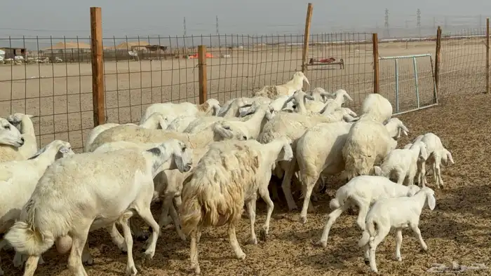 غنم خلفات حريات حرش عددها 26 معاها 26 والفحل 27
