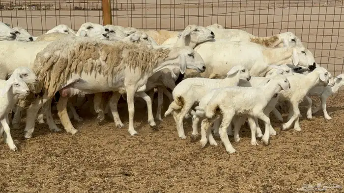 غنم خلفات حريات حرش عددها 26 معاها 26 والفحل 16