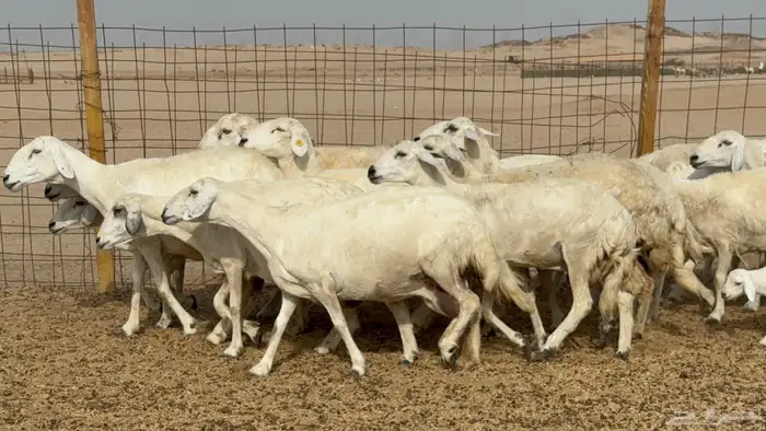 غنم خلفات حريات حرش عددها 26 معاها 26 والفحل 17
