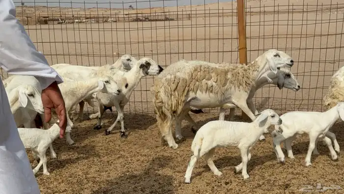 غنم خلفات حريات حرش عددها 26 معاها 26 والفحل 12