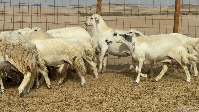 غنم خلفات حريات حرش عددها 26 معاها 26 والفحل 26