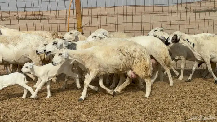 غنم خلفات حريات حرش عددها 26 معاها 26 والفحل 20