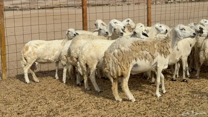 غنم خلفات حريات حرش عددها 26 معاها 26 والفحل 4