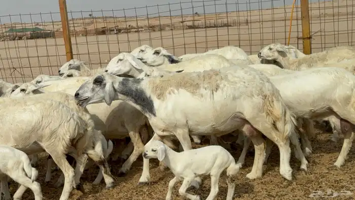 غنم خلفات حريات حرش عددها 26 معاها 26 والفحل 5