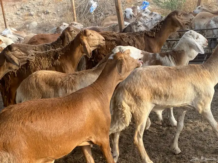طليان سواكني حمري وزن للمناسبات 0