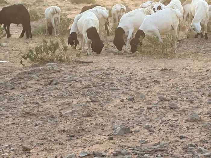 برابر وسواكن مرابي 15
