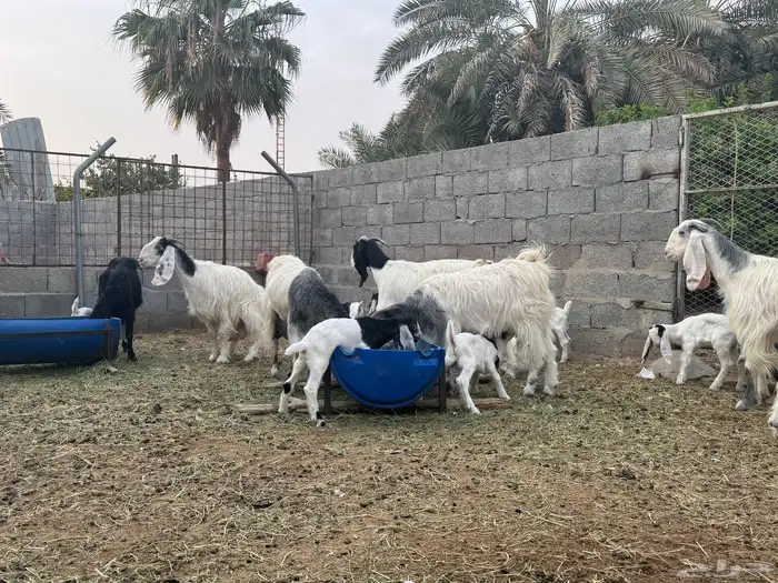 معزى وحريات بو تركي بالخرج خيارك الأفضل إذا دراهمك واجد ياحب 25