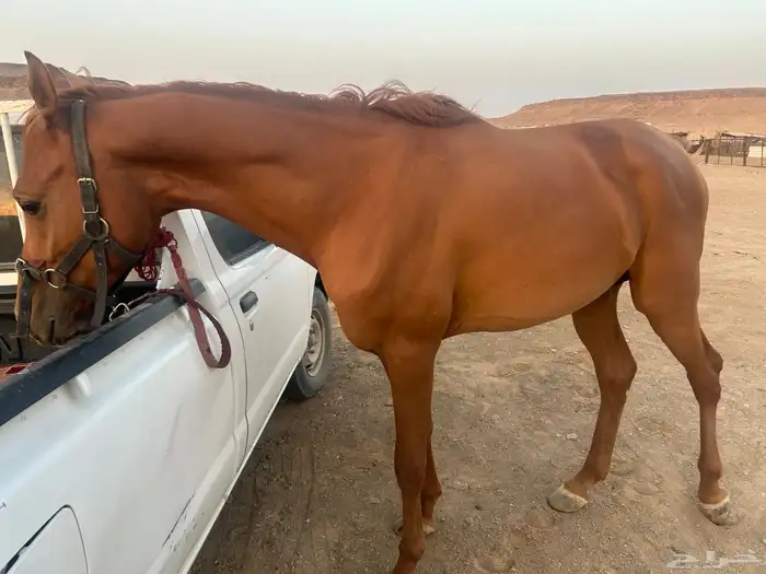 حصان شعبي فاخر قريب للواهو 3
