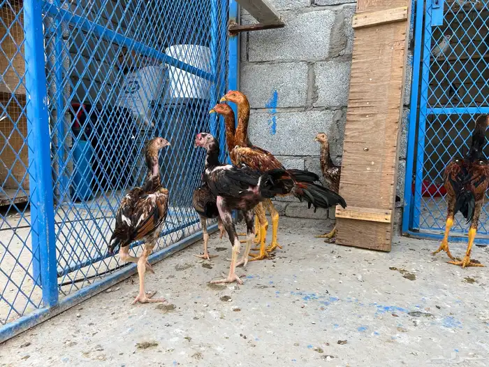 دجاج سندي باكستاني 6